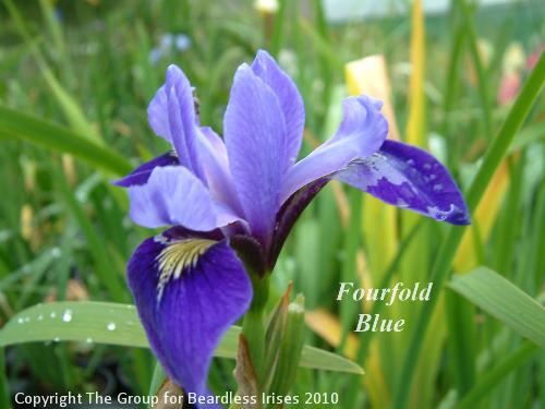 Iris versilaev Fourfold Blue2